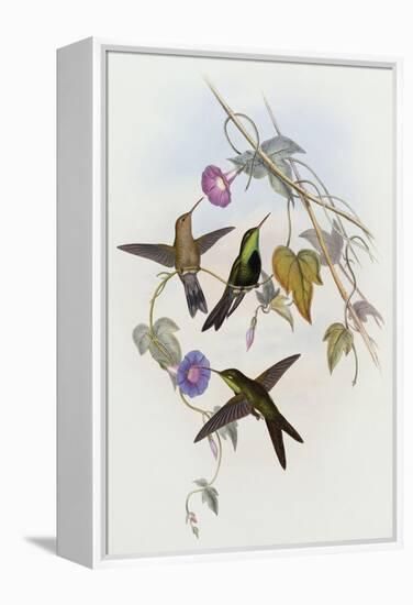 Hummingbirds, Sporadinus Elegans, Family of Humming-Birds-John Gould-Framed Premier Image Canvas