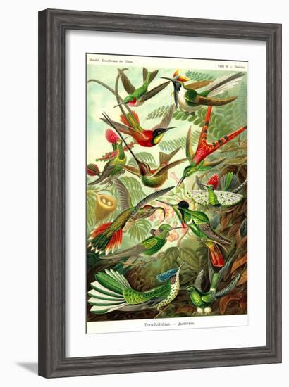 Hummingbirds-Ernst Haeckel-Framed Art Print