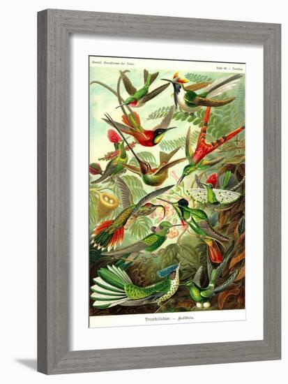 Hummingbirds-Ernst Haeckel-Framed Art Print