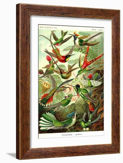 Hummingbirds-Ernst Haeckel-Framed Art Print