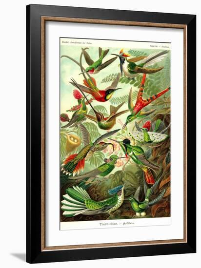 Hummingbirds-Ernst Haeckel-Framed Art Print