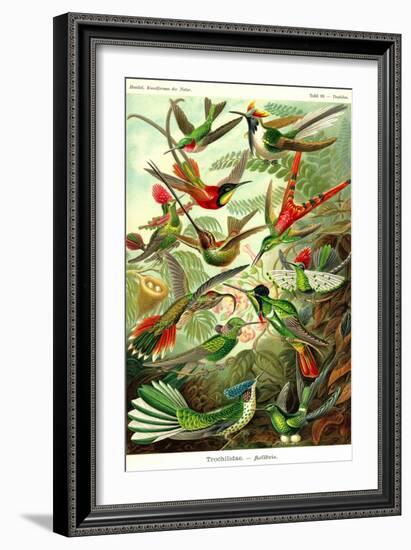 Hummingbirds-Ernst Haeckel-Framed Art Print
