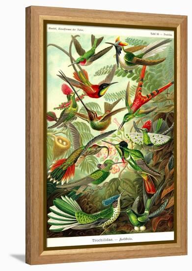 Hummingbirds-Ernst Haeckel-Framed Stretched Canvas