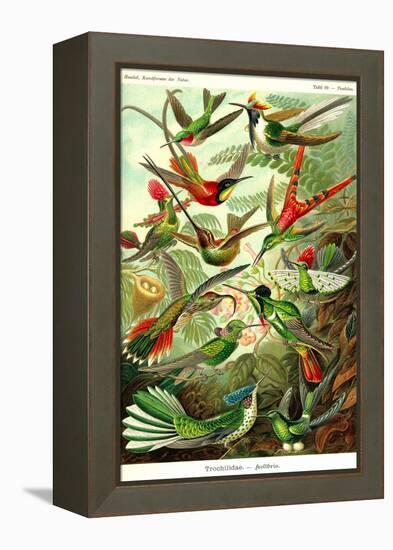 Hummingbirds-Ernst Haeckel-Framed Stretched Canvas