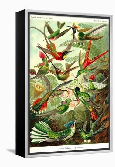 Hummingbirds-Ernst Haeckel-Framed Stretched Canvas