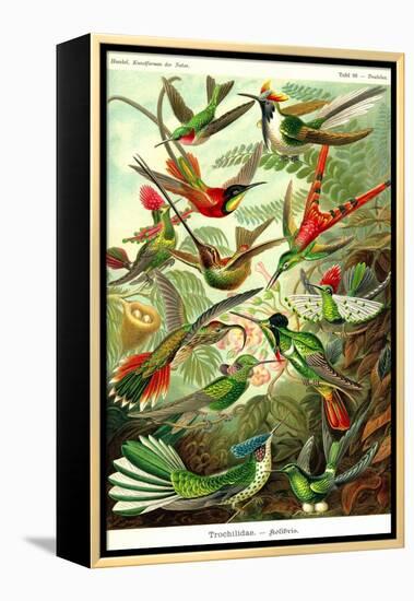 Hummingbirds-Ernst Haeckel-Framed Stretched Canvas