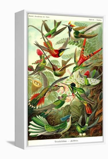 Hummingbirds-Ernst Haeckel-Framed Stretched Canvas
