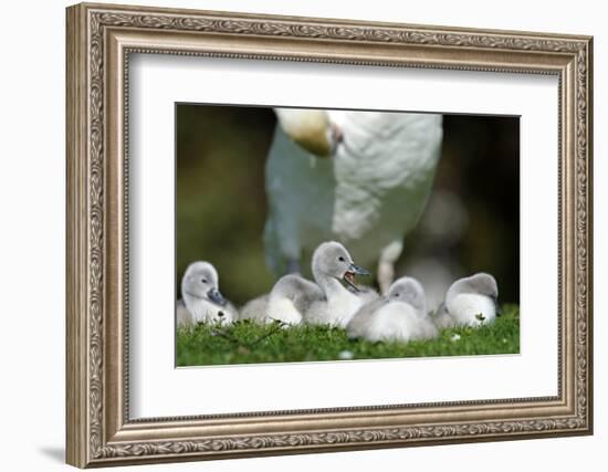 Hump Swan, Cygnus Olor, Mother Animal, Fledgling, Meadow-Ronald Wittek-Framed Photographic Print