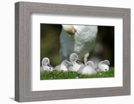 Hump Swan, Cygnus Olor, Mother Animal, Fledgling, Meadow-Ronald Wittek-Framed Photographic Print