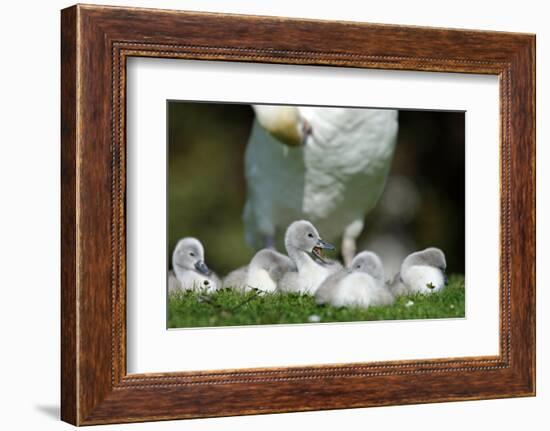 Hump Swan, Cygnus Olor, Mother Animal, Fledgling, Meadow-Ronald Wittek-Framed Photographic Print