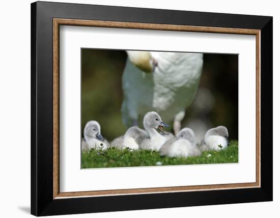 Hump Swan, Cygnus Olor, Mother Animal, Fledgling, Meadow-Ronald Wittek-Framed Photographic Print