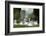 Hump Swan, Cygnus Olor, Mother Animal, Fledgling, Meadow-Ronald Wittek-Framed Photographic Print