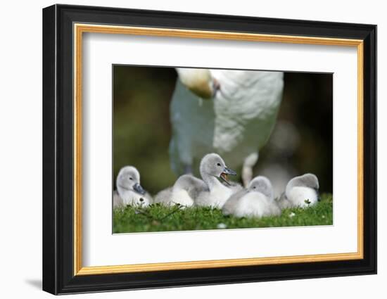 Hump Swan, Cygnus Olor, Mother Animal, Fledgling, Meadow-Ronald Wittek-Framed Photographic Print