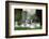 Hump Swan, Cygnus Olor, Mother Animal, Fledgling, Meadow-Ronald Wittek-Framed Photographic Print