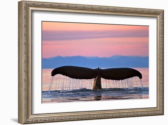 Humpback Fluke and Sunset-Lantern Press-Framed Art Print