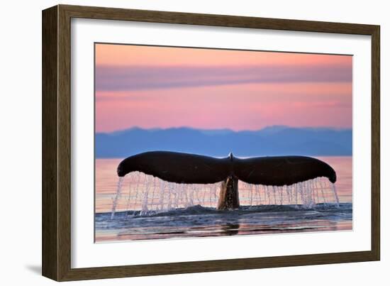 Humpback Fluke and Sunset-Lantern Press-Framed Art Print