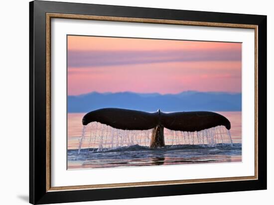 Humpback Fluke and Sunset-Lantern Press-Framed Art Print