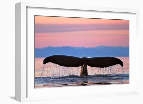 Humpback Fluke and Sunset-Lantern Press-Framed Art Print