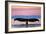 Humpback Fluke and Sunset-Lantern Press-Framed Art Print