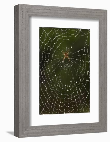 Humpback Orb-Weaver Spider (Eustala Sp. ) on Dew Covered Web, Laredo Borderlands, Texas, USA. April-Claudio Contreras-Framed Photographic Print