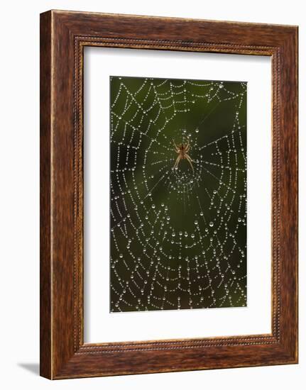 Humpback Orb-Weaver Spider (Eustala Sp. ) on Dew Covered Web, Laredo Borderlands, Texas, USA. April-Claudio Contreras-Framed Photographic Print