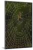 Humpback Orb-Weaver Spider (Eustala Sp. ) on Dew Covered Web, Laredo Borderlands, Texas, USA. April-Claudio Contreras-Mounted Photographic Print