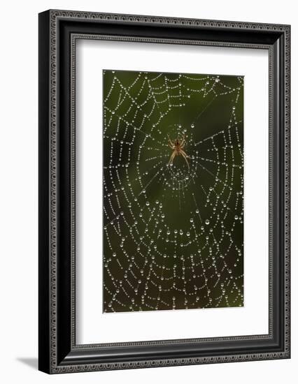 Humpback Orb-Weaver Spider (Eustala Sp. ) on Dew Covered Web, Laredo Borderlands, Texas, USA. April-Claudio Contreras-Framed Photographic Print