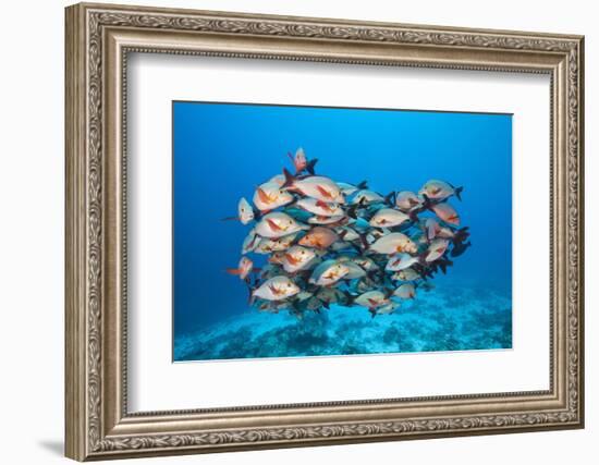 Humpback Snapper (Lutjanus Gibbus)-Reinhard Dirscherl-Framed Photographic Print