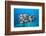 Humpback Snapper (Lutjanus Gibbus)-Reinhard Dirscherl-Framed Photographic Print