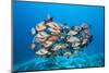 Humpback Snapper (Lutjanus Gibbus)-Reinhard Dirscherl-Mounted Photographic Print