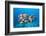 Humpback Snapper (Lutjanus Gibbus)-Reinhard Dirscherl-Framed Photographic Print