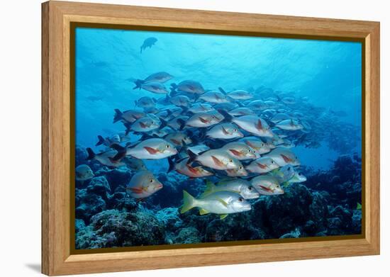 Humpback Snapper School (Lutjanus Gibbus) Indian Ocean-Reinhard Dirscherl-Framed Premier Image Canvas