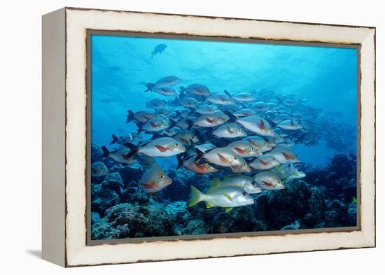 Humpback Snapper School (Lutjanus Gibbus) Indian Ocean-Reinhard Dirscherl-Framed Premier Image Canvas