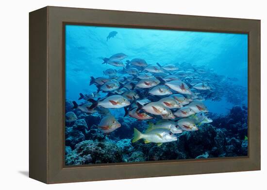 Humpback Snapper School (Lutjanus Gibbus) Indian Ocean-Reinhard Dirscherl-Framed Premier Image Canvas