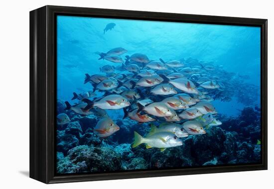 Humpback Snapper School (Lutjanus Gibbus) Indian Ocean-Reinhard Dirscherl-Framed Premier Image Canvas