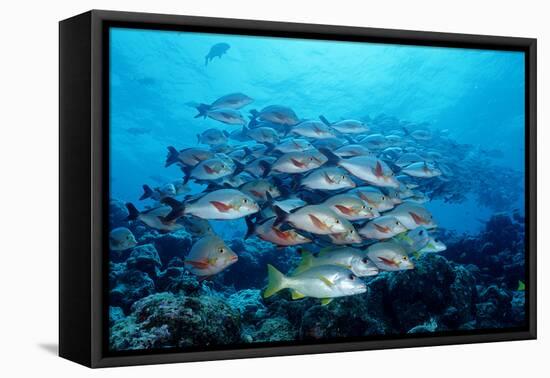 Humpback Snapper School (Lutjanus Gibbus) Indian Ocean-Reinhard Dirscherl-Framed Premier Image Canvas