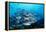 Humpback Snapper School (Lutjanus Gibbus) Indian Ocean-Reinhard Dirscherl-Framed Premier Image Canvas