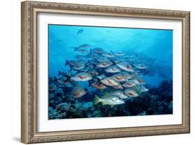 Humpback Snapper School (Lutjanus Gibbus) Indian Ocean-Reinhard Dirscherl-Framed Photographic Print