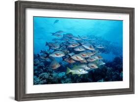 Humpback Snapper School (Lutjanus Gibbus) Indian Ocean-Reinhard Dirscherl-Framed Photographic Print