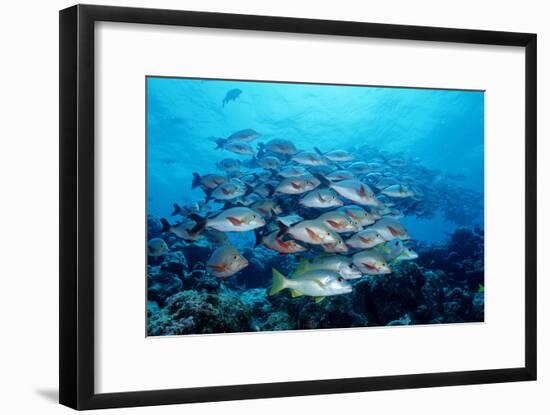 Humpback Snapper School (Lutjanus Gibbus) Indian Ocean-Reinhard Dirscherl-Framed Photographic Print