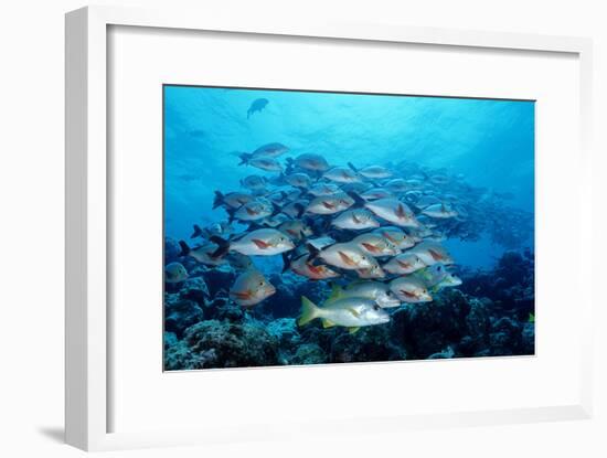 Humpback Snapper School (Lutjanus Gibbus) Indian Ocean-Reinhard Dirscherl-Framed Photographic Print