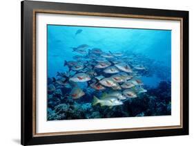 Humpback Snapper School (Lutjanus Gibbus) Indian Ocean-Reinhard Dirscherl-Framed Photographic Print