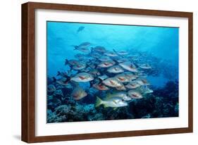 Humpback Snapper School (Lutjanus Gibbus) Indian Ocean-Reinhard Dirscherl-Framed Photographic Print
