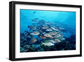 Humpback Snapper School (Lutjanus Gibbus) Indian Ocean-Reinhard Dirscherl-Framed Photographic Print
