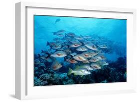 Humpback Snapper School (Lutjanus Gibbus) Indian Ocean-Reinhard Dirscherl-Framed Photographic Print