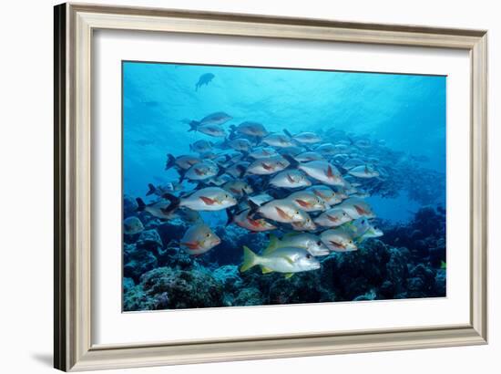 Humpback Snapper School (Lutjanus Gibbus) Indian Ocean-Reinhard Dirscherl-Framed Photographic Print