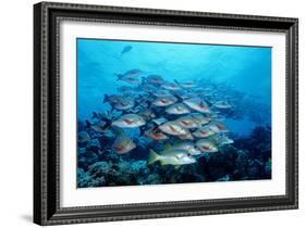 Humpback Snapper School (Lutjanus Gibbus) Indian Ocean-Reinhard Dirscherl-Framed Photographic Print
