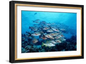 Humpback Snapper School (Lutjanus Gibbus) Indian Ocean-Reinhard Dirscherl-Framed Photographic Print