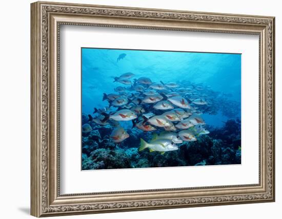 Humpback Snapper School (Lutjanus Gibbus) Indian Ocean-Reinhard Dirscherl-Framed Photographic Print