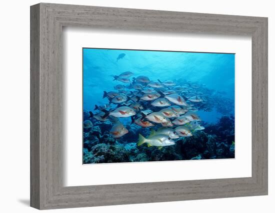 Humpback Snapper School (Lutjanus Gibbus) Indian Ocean-Reinhard Dirscherl-Framed Photographic Print